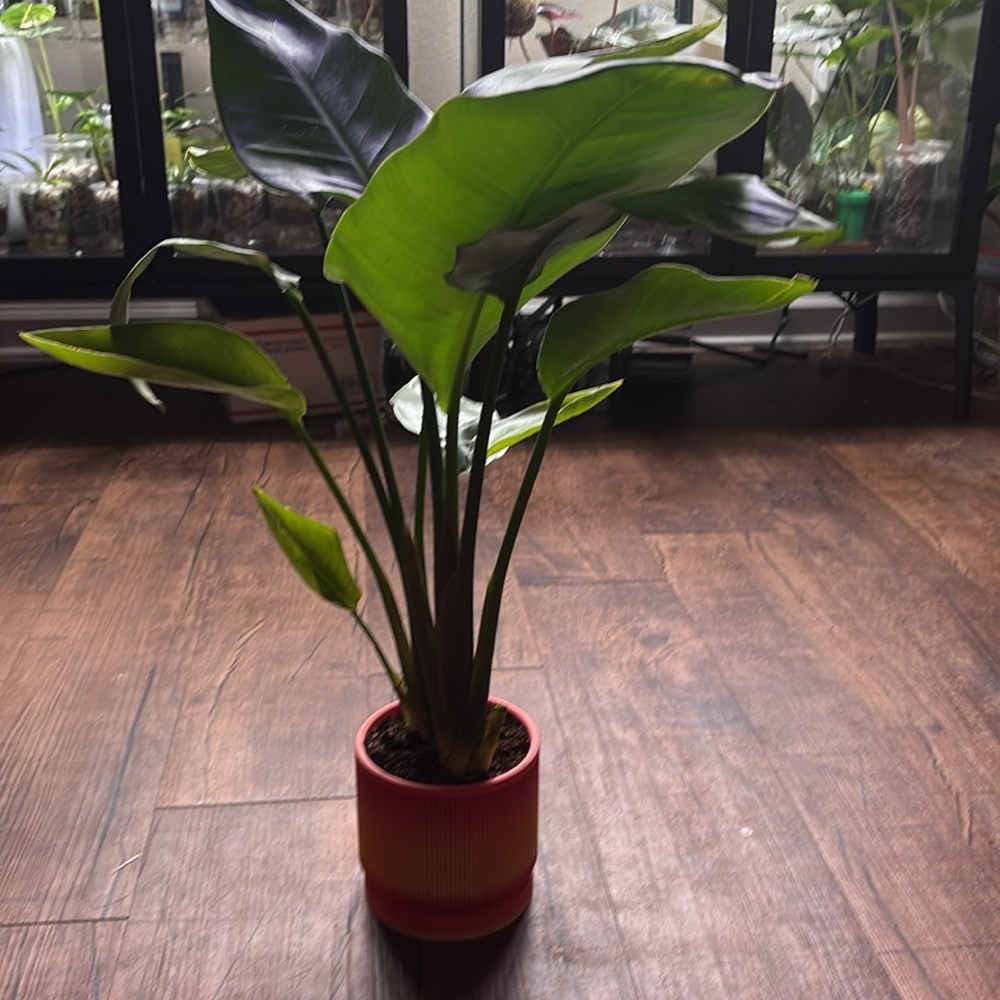 Vibrant Red and Yellow Ribbed 4 inch Pot